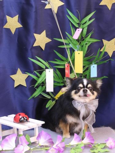 20230729ごまくん